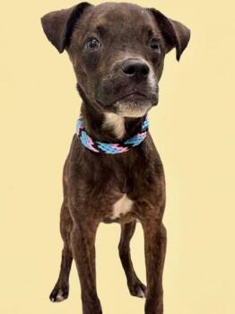 Goldfish -  Terrier Dog for Adoption in Gulfport, Mississippi - Goldfish | PetCurious