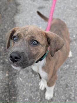 Boots -  Terrier Dog for Adoption in Defiance, Ohio - Boots | PetCurious