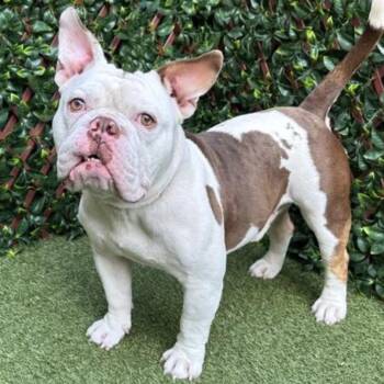 Keiser -  English Bulldog and Mixed Breed Dog for Adoption in Jupiter, Florida - Keiser | PetCurious