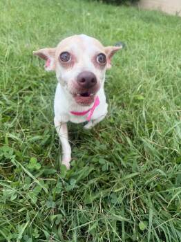 Faith -  Chihuahua Dog for Adoption in Gallatin, Tennessee - Faith | PetCurious