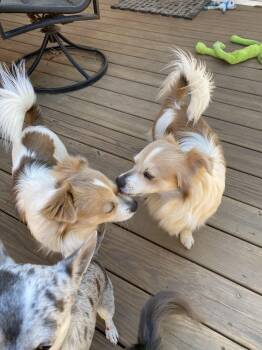 Rescue Chihuahua Dogs for Adoption in New Orleans, Louisiana - Tom & Jerry (Benefactor Dogs) BONDED PAIR | PetCurious
