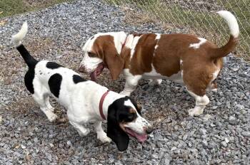 Scrappy -  Basset Hound Dog for Adoption in Fort Washington, Maryland - Scrappy | PetCurious