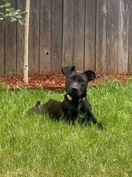 Sunny -  Labrador Retriever Dog for Adoption in Denver, Colorado - Sunny | PetCurious