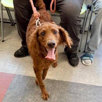 Tommy -  Mixed Breed Dog for Adoption in Philadelphia, Pennsylvania - Tommy | PetCurious
