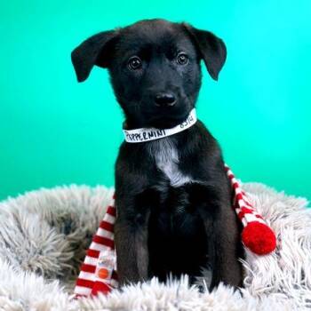 Peppermint -  Labrador Retriever and Husky Dog for Adoption in Fort Wayne, Indiana - Peppermint | PetCurious