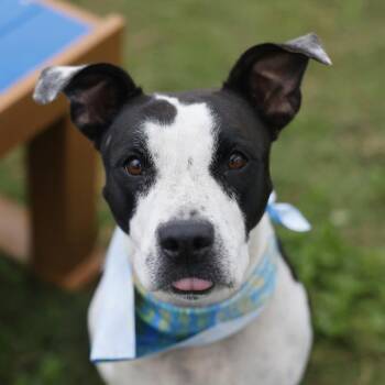 COWGIRL -  Labrador Retriever Dog for Adoption in San Antonio, Texas - COWGIRL | PetCurious