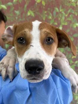 Labrador Retriever and Mixed Breed Dogs Available for Adoption in San Antonio, Texas - Clover | PetCurious