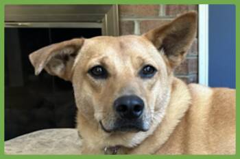 Monty -  Shepherd and Labrador Retriever Dog for Adoption in Amherst, Massachusetts - Monty | PetCurious