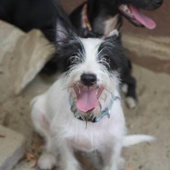Po -  Terrier and Mixed Breed Dog for Adoption in Coachella, California - Po | PetCurious