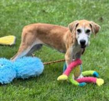 Rescue Mixed Breed Dogs for Adoption in West Chester, Pennsylvania - Owen | PetCurious