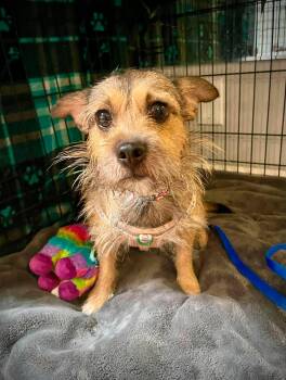 Letterman -  Cairn Terrier Dog for Adoption in Phoenix, Arizona - Letterman | PetCurious