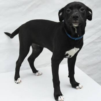Labrador Retriever and Mixed Breed Dogs Available for Adoption in South Elgin, Illinois - Whitley | PetCurious