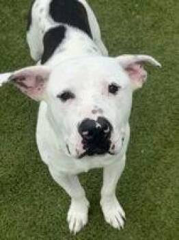 Pit Bull Terrier Dogs Available for Adoption in Denton, Texas - Alfred | PetCurious