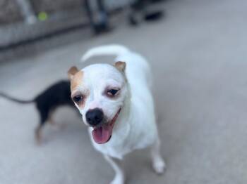 Lala -  Chihuahua Dog for Adoption in Dalton, Georgia - Lala | PetCurious