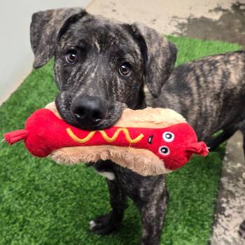 Mixed Breed Dogs Available for Adoption in Columbia, Missouri - Nadja | PetCurious