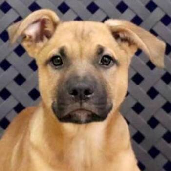 Apollo -  Shepherd Dog for Adoption in Midland, Texas - Apollo | PetCurious
