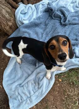 Rescue Beagle and Dachshund Dogs for Adoption in Rockwall, Texas - Roscoe | PetCurious