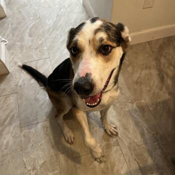 Catahoula Leopard Dog Dogs Available for Adoption - Benny | PetCurious