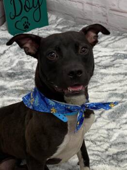 Old Money -  Mixed Breed Dog for Adoption in Detroit, Michigan - Old Money | PetCurious