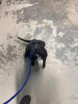 MINNIE -  American Staffordshire Terrier and Mixed Breed Dog for Adoption in Tallahassee, Florida - MINNIE | PetCurious