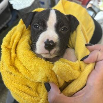 Oakley -  Mixed Breed Dog for Adoption in Springboro, Ohio - Oakley | PetCurious
