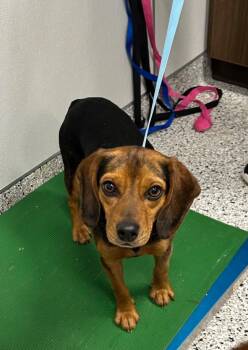 Beagle Dogs Available for Adoption - Mickey | PetCurious