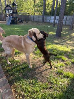 Chocolate Labrador Retriever Dogs Available for Adoption in Semmes, Alabama - Jaws!  | PetCurious