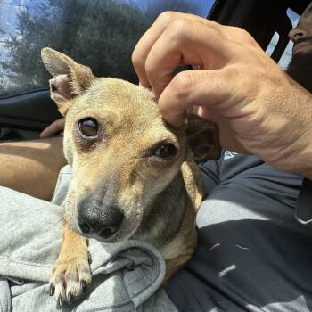 Chihuahua Dogs Available for Adoption in Tampa, Florida - Amidala | PetCurious