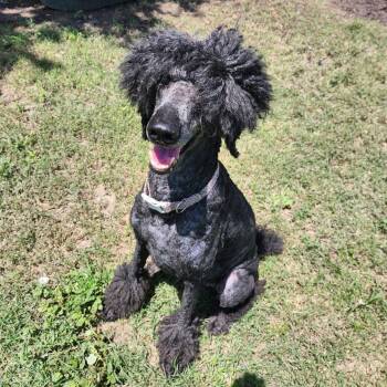 Marley GCH -  Standard Poodle Dog for Adoption in Rockaway, New Jersey - Marley GCH | PetCurious