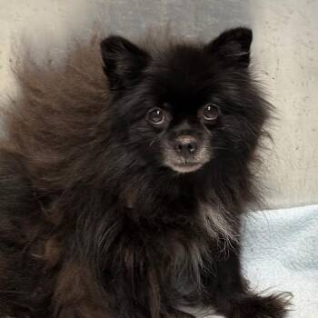 Stitch -  Pomeranian and Mixed Breed Dog for Adoption in Greenville, South Carolina - Stitch | PetCurious