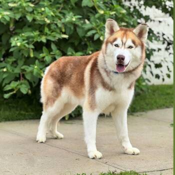 Leo -  Husky Dog for Adoption in Syosset, New York - Leo | PetCurious