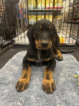 Rusty -  Coonhound Dog for Adoption in Bryan, Texas - Rusty | PetCurious