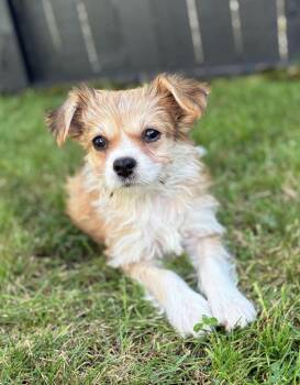 Kitten -  Poodle and Chihuahua Dog for Adoption in Beavercreek, Oregon - Kitten | PetCurious