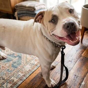 Pit Bull Terrier Dogs Available for Adoption in Chesapeake, Virginia - Jake | PetCurious