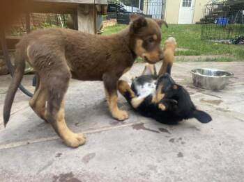 Hesh -  Shepherd Dog for Adoption in Lafayette, Colorado - Hesh | PetCurious