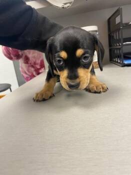 Dachshund and Chihuahua Dogs Available for Adoption - MILLIE | PetCurious