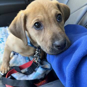 Mountain Cur Dogs Available for Adoption in Wilmington, Delaware - Eloise | PetCurious