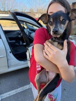 Chihuahua and Mixed Breed Dogs Available for Adoption - Martin | PetCurious