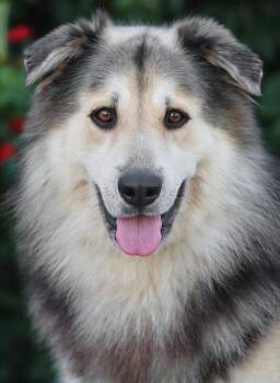 German Shepherd Dog Dogs Available for Adoption in Los Angeles, California - *Nero Von Nassau | PetCurious
