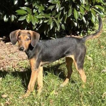 Hound Dogs Available for Adoption in Hillsborough, North Carolina - Golda | PetCurious