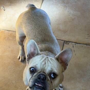 Peanut Buttercup -  French Bulldog Dog Available for Adoption in Lathrop, California - Peanut Buttercup | PetCurious