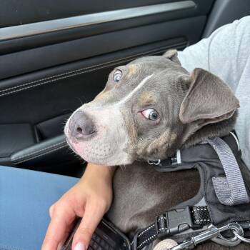 Kisses -  American Staffordshire Terrier Dog for Adoption in Lancaster, South Carolina - Kisses | PetCurious