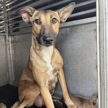 watermelon -  Shepherd Dog for Adoption in Edinburg, Texas - Watermelon | PetCurious
