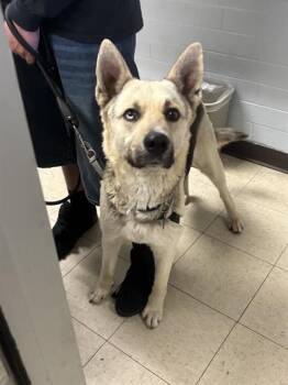 German Shepherd Dog Dogs Available for Adoption - KAI | PetCurious