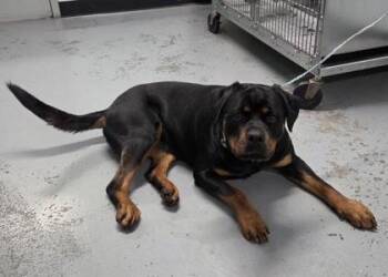 Rottweiler and Husky Dogs Available for Adoption in Sacramento, California - Saha | PetCurious