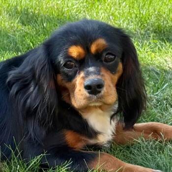 Gianna -  Cavalier King Charles Spaniel Dog for Adoption in Cincinnati, Ohio - Gianna | PetCurious