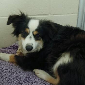 Australian Shepherd Dogs Available for Adoption - Cricket | PetCurious