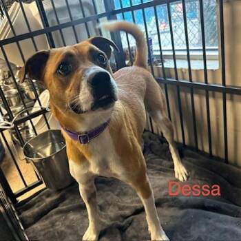 Dessa -  Mixed Breed Dog for Adoption in Knoxville, Tennessee - Dessa | PetCurious