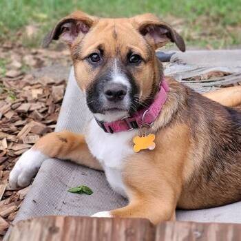 Diamond -  German Shepherd Dog and Mixed Breed Dog for Adoption in Minneapolis, Minnesota - Diamond | PetCurious