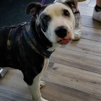 Pit Bull Terrier and Mixed Breed Dogs Available for Adoption in Henderson, Kentucky - Doobie | PetCurious